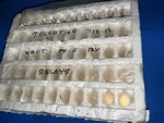 10 Units - Teledyne 712-12 Ic Relays To-5 , Dpdt 12v Coil New Old Stock. Fixed Price $56.99.